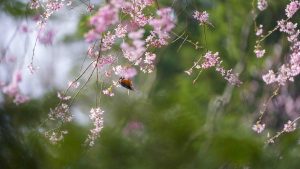 Honoring Mother Earth Day Through the Beauty of Nature